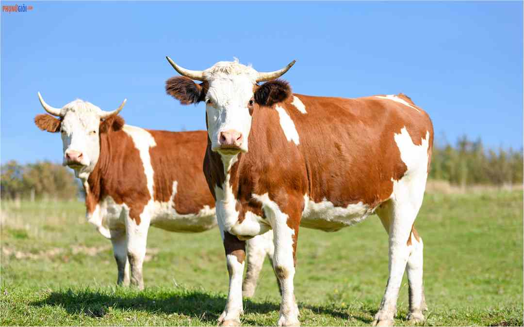 Mơ thấy con bò thường mang đến những cặp số đẹp