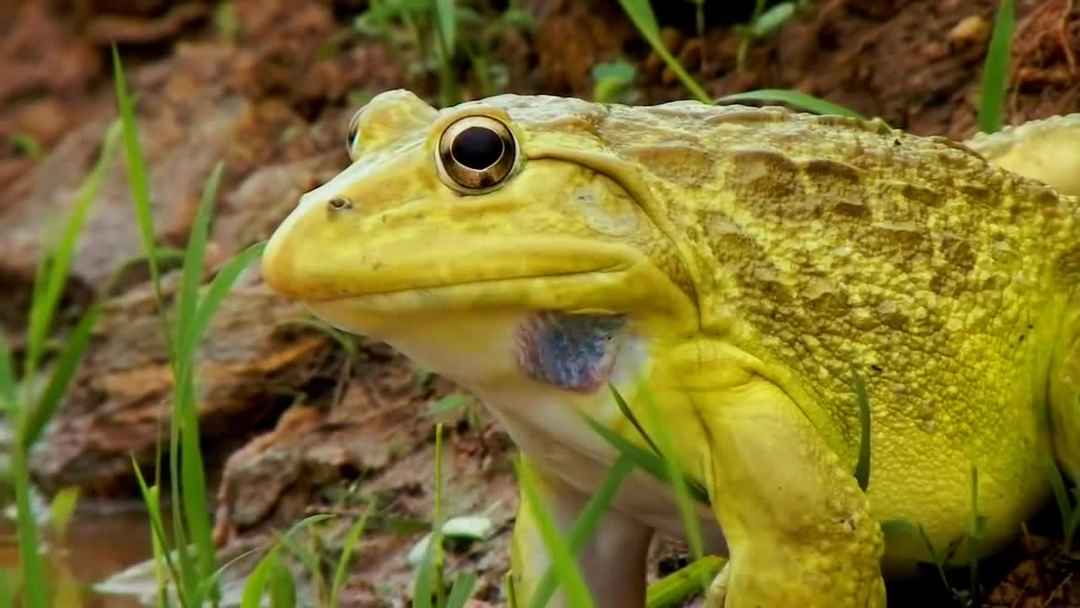 Chiêm bao thấy chú ếch màu vàng rực rỡ quất luôn số đề 20 - 45
