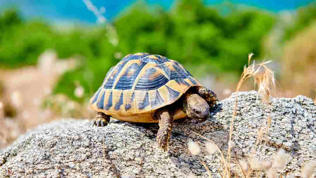 Lời tiên tri ẩn sau chiêm bao thấy rùa là gì?