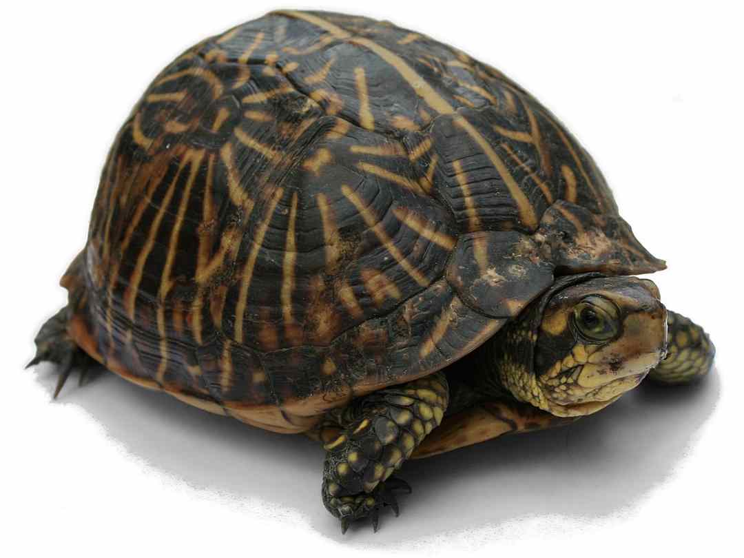 Chiêm bao thấy con rùa số mấy để nhanh chóng có bạc tỷ?