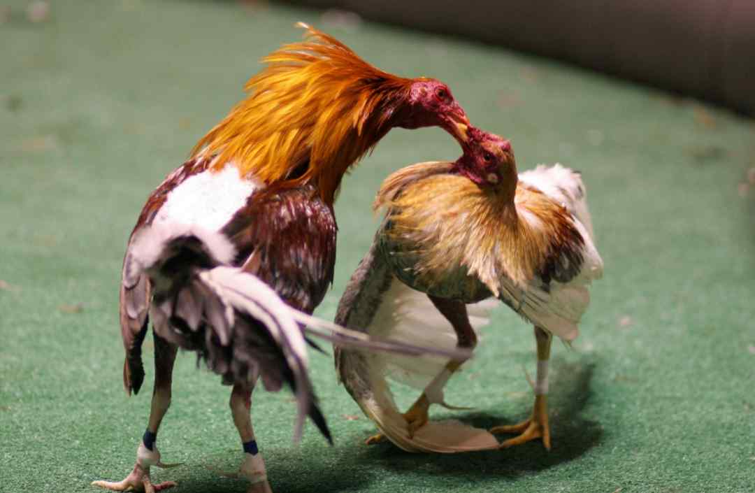 Đá gà là trò chơi dân gian tại Việt nam